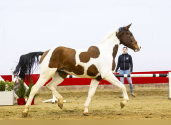 Anglo European Studbook, Caballo castrado, 3 años, 165 cm