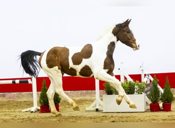 Anglo European Studbook, Caballo castrado, 3 años, 165 cm