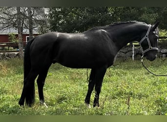 Anglo European Studbook, Caballo castrado, 3 años, 165 cm, Negro