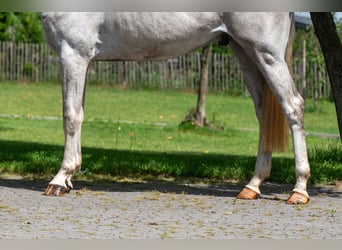 Anglo European Studbook, Caballo castrado, 3 años, 166 cm, Tordo