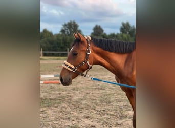 Anglo European Studbook, Caballo castrado, 3 años, 167 cm, Castaño rojizo