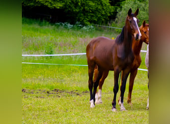 Anglo European Studbook, Caballo castrado, 3 años, 168 cm, Castaño oscuro