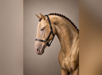Anglo European Studbook, Caballo castrado, 3 años, 168 cm, Champán