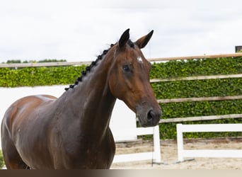 Anglo European Studbook, Caballo castrado, 3 años, 169 cm, Castaño