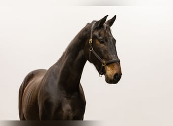 Anglo European Studbook, Caballo castrado, 3 años, 170 cm, Castaño oscuro