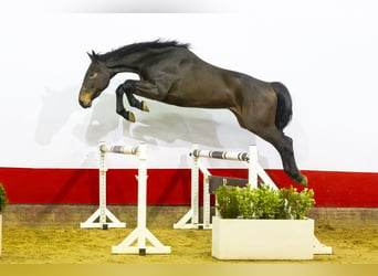 Anglo European Studbook, Caballo castrado, 3 años, 170 cm, Castaño oscuro