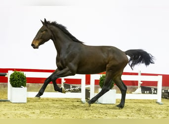 Anglo European Studbook, Caballo castrado, 3 años, 170 cm, Castaño oscuro