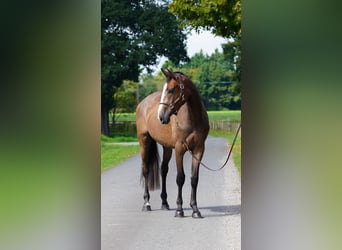 Anglo European Studbook, Caballo castrado, 3 años, 171 cm, Castaño-ruano