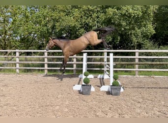 Anglo European Studbook, Caballo castrado, 3 años, 171 cm, Castaño-ruano