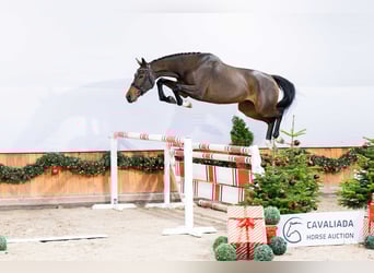 Anglo European Studbook, Caballo castrado, 3 años, Castaño