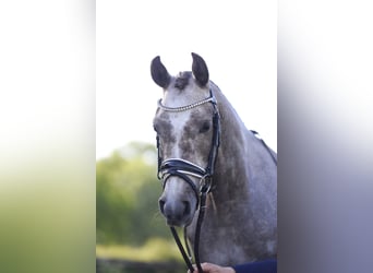 Anglo European Studbook, Caballo castrado, 4 años, 147 cm, Tordo