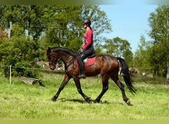 Anglo European Studbook, Caballo castrado, 4 años, 160 cm, Morcillo