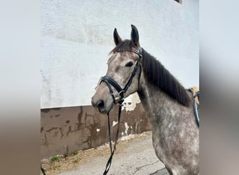 Anglo European Studbook, Caballo castrado, 4 años, 160 cm, Tordo rodado