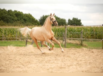 Anglo European Studbook, Caballo castrado, 4 años, 162 cm, Palomino