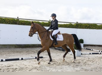 Anglo European Studbook, Caballo castrado, 4 años, 163 cm, Castaño
