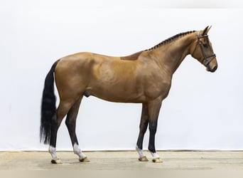 Anglo European Studbook, Caballo castrado, 4 años, 163 cm, Castaño