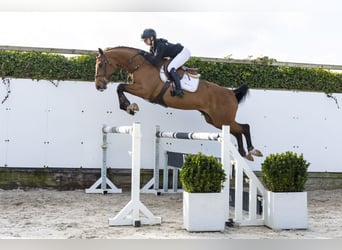 Anglo European Studbook, Caballo castrado, 4 años, 163 cm, Castaño