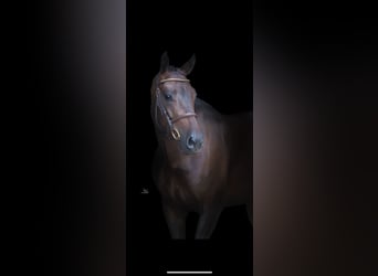 Anglo European Studbook, Caballo castrado, 4 años, 163 cm, Castaño oscuro