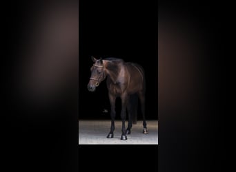Anglo European Studbook, Caballo castrado, 4 años, 163 cm, Castaño oscuro