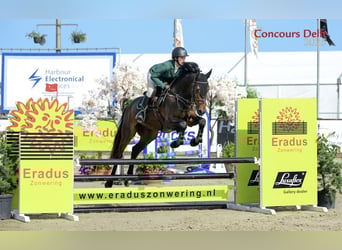 Anglo European Studbook, Caballo castrado, 4 años, 163 cm, Castaño oscuro