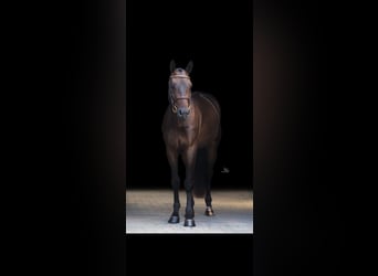Anglo European Studbook, Caballo castrado, 4 años, 163 cm, Castaño oscuro