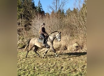 Anglo European Studbook, Caballo castrado, 4 años, 163 cm, Tordo