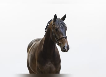 Anglo European Studbook, Caballo castrado, 4 años, 165 cm