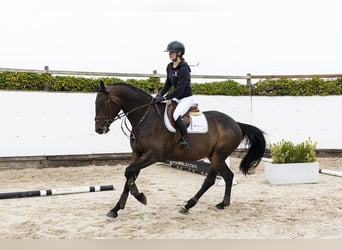 Anglo European Studbook, Caballo castrado, 4 años, 165 cm