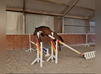 Anglo European Studbook, Caballo castrado, 4 años, 165 cm, Castaño