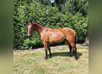 Anglo European Studbook, Caballo castrado, 4 años, 165 cm, Castaño