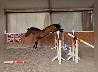Anglo European Studbook, Caballo castrado, 4 años, 165 cm, Castaño