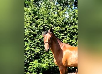 Anglo European Studbook, Caballo castrado, 4 años, 165 cm, Castaño