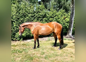 Anglo European Studbook, Caballo castrado, 4 años, 165 cm, Castaño