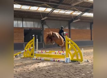 Anglo European Studbook, Caballo castrado, 4 años, 168 cm, Alazán-tostado