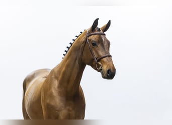 Anglo European Studbook, Caballo castrado, 4 años, 168 cm
