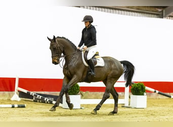 Anglo European Studbook, Caballo castrado, 4 años, 168 cm, Castaño oscuro