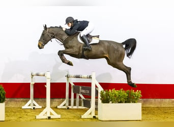 Anglo European Studbook, Caballo castrado, 4 años, 168 cm, Castaño oscuro