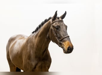 Anglo European Studbook, Caballo castrado, 4 años, 168 cm, Castaño oscuro