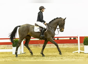 Anglo European Studbook, Caballo castrado, 4 años, 168 cm, Castaño oscuro