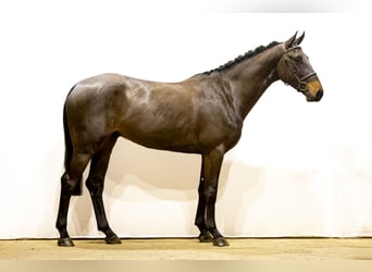 Anglo European Studbook, Caballo castrado, 4 años, 168 cm, Castaño oscuro