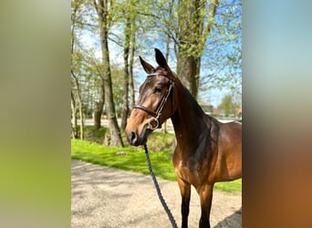 Anglo European Studbook, Caballo castrado, 4 años, 169 cm, Castaño oscuro