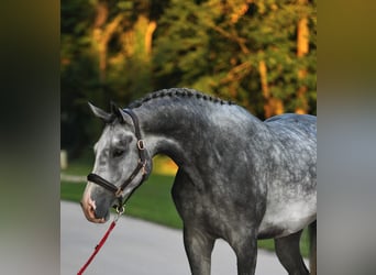 Anglo European Studbook, Caballo castrado, 4 años, 172 cm, Tordo