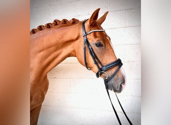 Anglo European Studbook, Caballo castrado, 4 años, 173 cm