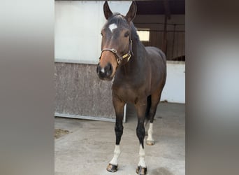 Anglo European Studbook, Caballo castrado, 4 años, 173 cm, Morcillo