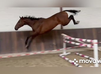 Anglo European Studbook, Caballo castrado, 4 años, 175 cm, Castaño