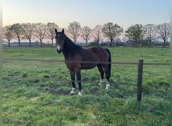 Anglo European Studbook, Caballo castrado, 4 años, Castaño