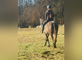 Anglo European Studbook, Caballo castrado, 5 años, 160 cm, Tordo rodado