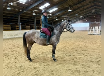 Anglo European Studbook, Caballo castrado, 5 años, 160 cm, Tordo rodado