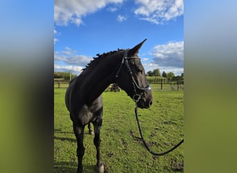 Anglo European Studbook, Caballo castrado, 5 años, 161 cm, Negro