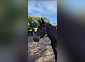 Anglo European Studbook, Caballo castrado, 5 años, 161 cm, Negro